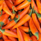 Peppers Bulgarians Hot Scovilles Compact 18 Inch Long And Carrot Shaped 20 Seeds Fresh Garden