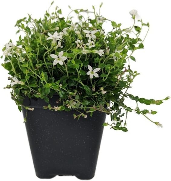 Alpine White Star Creeper Isotoma Easy To Grow Fairy Live Plant 2.5" Pot Fresh Garden