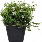 Alpine White Star Creeper Isotoma Easy To Grow Fairy Live Plant 2.5" Pot Fresh Garden