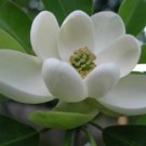 Magnolias Laurels Sweetbays Swamps Oblong Shiny Foliage Silvery Quart Pot Fresh Garden
