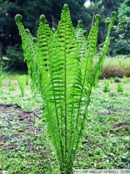 Struthiopteris Matteuccias ming Deciduous 20 Ostrich Glade Fern Rhizome Roots Fresh Garden