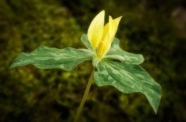 Wild Flowers Luteums Pure Yellow Blooms Fragrant Lemon Scenteds 5 Trillium Bulbs Fresh Garden