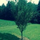 Cherrys Okames Flowerings One Of The First Trees To Bloom In The Spring 2.5" Pot Fresh Garden