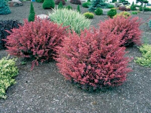Barberrys Rose Thunbergii Rosey Glows Deciduous Shrub s Berberis Quart Pot Fresh Garden