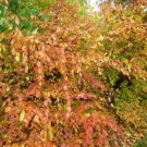 Carpinus Hornbeams American Tree Carolinianas Are Blue Beechs Ironwood Quart Pot Fresh Garden
