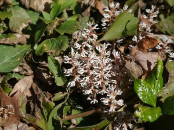 Procumbens Pachysandras Buxaceaes Is A Flowering Plant 5 Allegheny Spurges Roots Fresh Garden