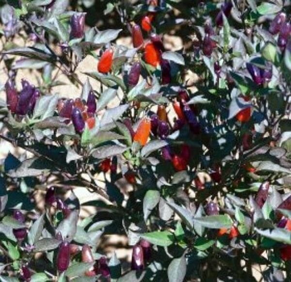 Olive Pepper Hot Capsaicinoids Ornamental And Edible Or Vegetable 10 Seed Fresh Garden