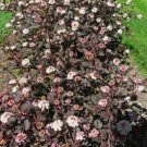 Ninebark Crimson Diablo Excelent Tree ming As Well Live Plant 2.5" Pot Fresh Garden