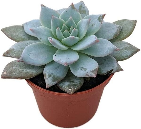 Echeveria Bird Blue Succulent Easy To Grow Indoors Live Plant 2.5" Pot Fresh Garden