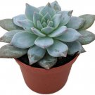 Echeveria Bird Blue Succulent Easy To Grow Indoors Live Plant 2.5" Pot Fresh Garden