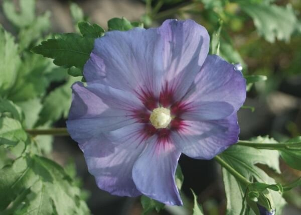 Hibiscus Satins Azurris Blue Syriacus Roses Of Sharon s Live Plant 4" Pot Fresh Garden