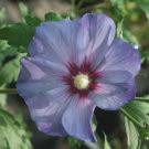 Hibiscus Satins Azurris Blue Syriacus Roses Of Sharon s Live Plant 4" Pot Fresh Garden