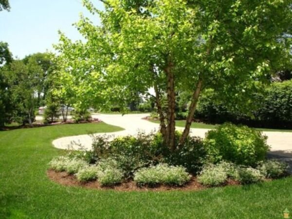 Betulanigra Birch Clump Multi Stems Tree Grows Naturally Along River Banks Quart Fresh Garden