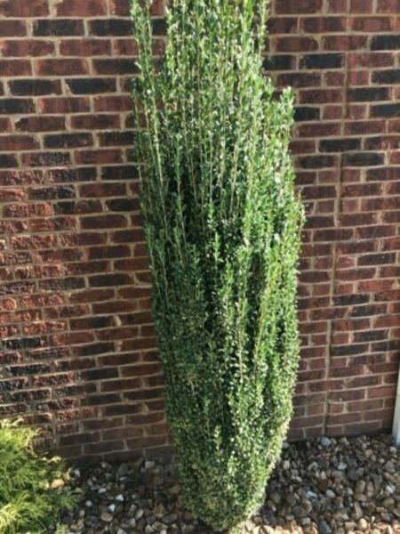 Pencil Holly The Growth Habit Is What Really Sets This Cultivar Apart Quart Pot Fresh Garden