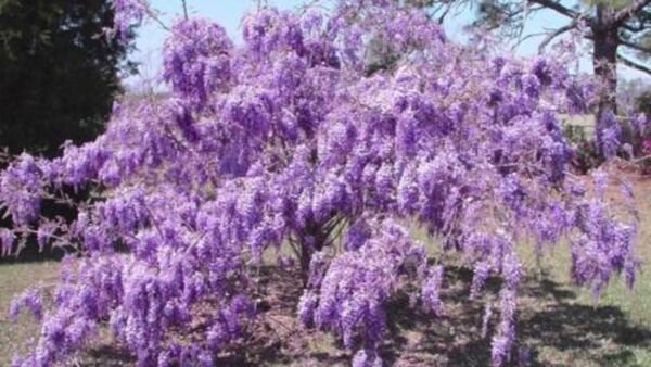 Wisteria Have Huge Purple Lower Are Very Fragrant With Lavender ia Blend Fresh Garden