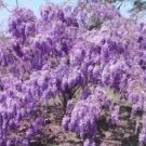 Wisteria Have Huge Purple Lower Are Very Fragrant With Lavender ia Blend Fresh Garden