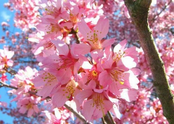 Cherrys Okames Flowering Beautiful Pink Flowers s Live Thrive Tree 3" Pot Fresh Garden