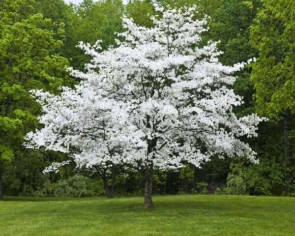 Dogwoods White Cornus Small Deciduous Tree Typically Grows 15-30 s 4" Pot Fresh Garden