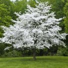 Dogwoods White Cornus Small Deciduous Tree Typically Grows 15-30 s 4" Pot Fresh Garden