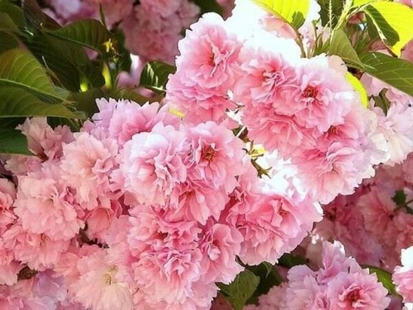 Cherry Flowering Kwanzan Double Pink Flower Not Bare Fruit s Live 2 Trees Fresh Garden