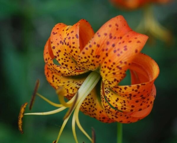 Superbum Lily Wild Flowers Petals Are Orange With Brown Spots 5 Turk's Cap Bulbs Fresh Garden