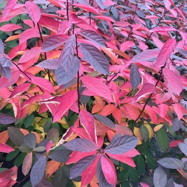 Itea Sweetspire Scentlandia Beloved Sweetly Scented Live Plant 4" Pot Fresh Garden