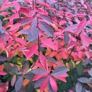 Itea Sweetspire Scentlandia Beloved Sweetly Scented Live Plant 4" Pot Fresh Garden