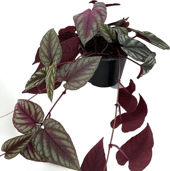 Cissus Begonia Rex Vine Silvery Metalic Discolor Great Indoors Live Plant 6" Pot Fresh Garden
