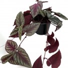 Cissus Begonia Rex Vine Silvery Metalic Discolor Great Indoors Live Plant 6" Pot Fresh Garden
