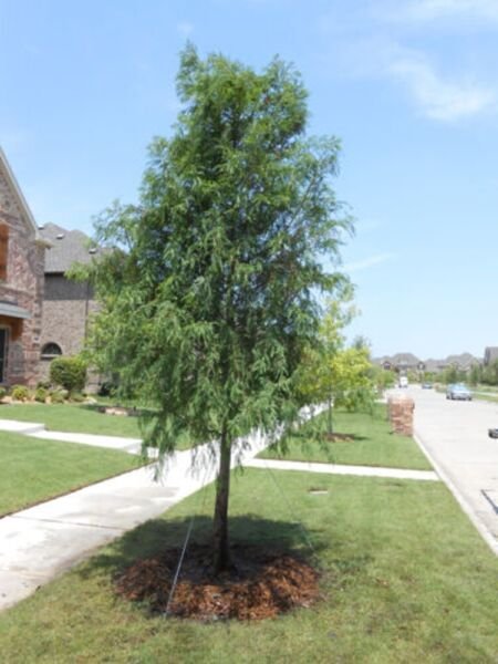 Distichun Cypress Balds Taxodiuns Tree Dwells In Swamps Out Live Plant Quart Pot Fresh Garden