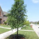 Distichun Cypress Balds Taxodiuns Tree Dwells In Swamps Out Live Plant Quart Pot Fresh Garden