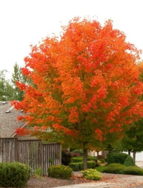 Maple Glorys Octobers Very Fast Growing Red Cultivar Live Plant Quart Pot Fresh Garden