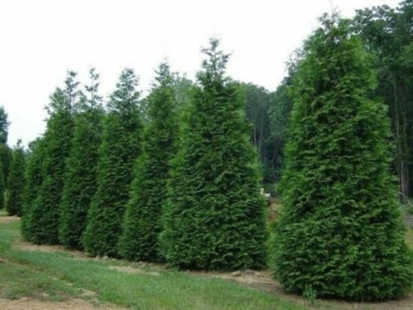 Arborvitae Giant Green Plicata Thuja Dappled Live Plant 2-3' Trade Gallon Fresh Garden