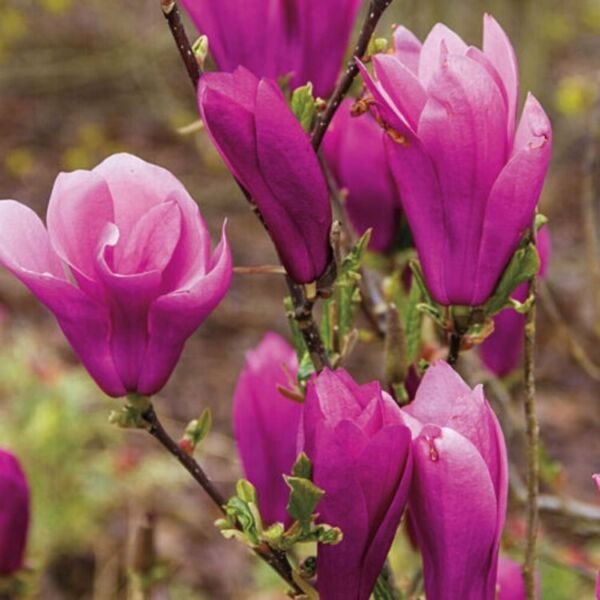 Magnolia Shrub Janes Tree Hybrid Girl Tulips Shaped Live Plant Gallon Pot Fresh Garden