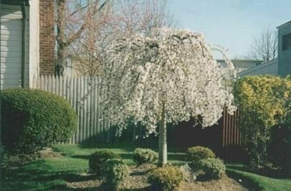 Cherry Weeping 2 Elegant Tree Wide Over Hanging Branches Out Live Plant 2.5" Pot Fresh Garden