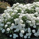Cranberry Viburnums Snowball Fashion Highbushs Trilobum Live Plant 4" Pot Fresh Garden