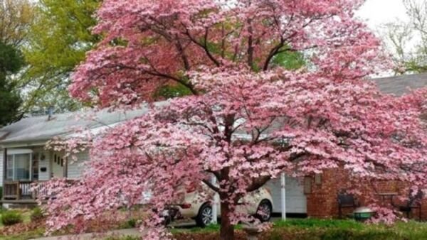 Dogwoods Tree Pink Adaptables To Various Live Plant 10-16" Tall Quart Pot Fresh Garden