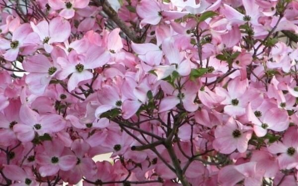 Dogwood Tree Beautiful Pink Springtime Blooms Out Live Plant 8-12" Tall 2.5" Pot Fresh Garden