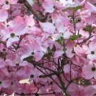 Dogwood Tree Beautiful Pink Springtime Blooms Out Live Plant 8-12" Tall 2.5" Pot Fresh Garden