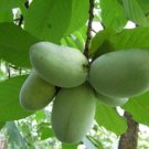 Bananas Paw Paw Indian Ornamental Fruits Bearing Tree s Live Plant Qt Pot Fresh Garden