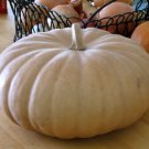 Pumpkin Long Island Chees Thanksgiving Smooth Tan Skin With Medium Ribs 20 Seeds Fresh Garden