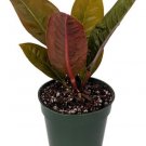Superbum Nest Bird's Anthurium Easy Collector's Series Indoors Live Plant 4" Pot Fresh Garden