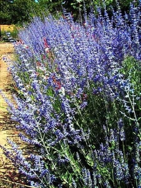 Perovskias Herbs Sages Exceptionally Perennial Russian Vigorous Hardy 20 Seeds Fresh Garden