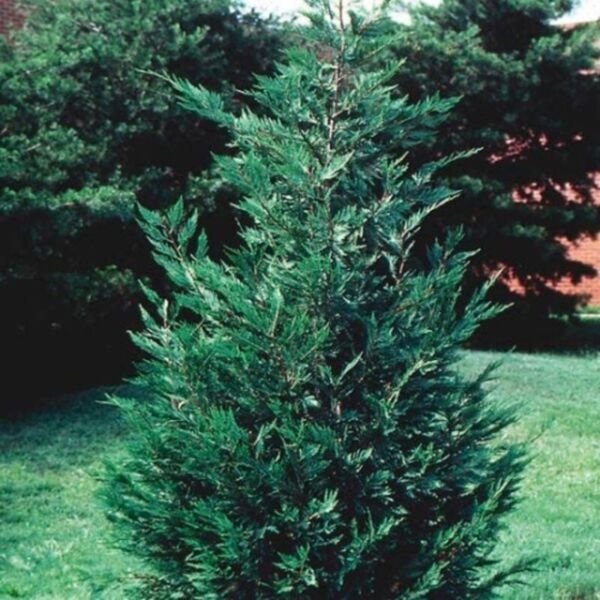 Cypress Well Rooted Leyland Rapid Growth Excellent Wind Breaker Tree 2 1/2" Pot Fresh Garden