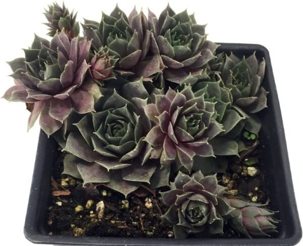 Sempervivum Moon Silverine Chicks Hens Hardy Charms House Live Plant Quart Pot Fresh Garden