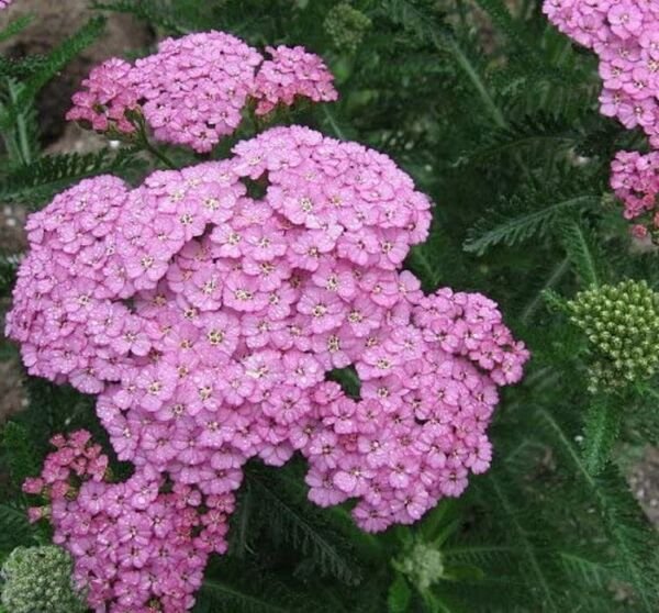 Achillea Blossom Yarow Sun Lover Delicate Fernlike Foliage Live Quart Pot Fresh Garden