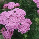 Achillea Blossom Yarow Sun Lover Delicate Fernlike Foliage Live Quart Pot Fresh Garden
