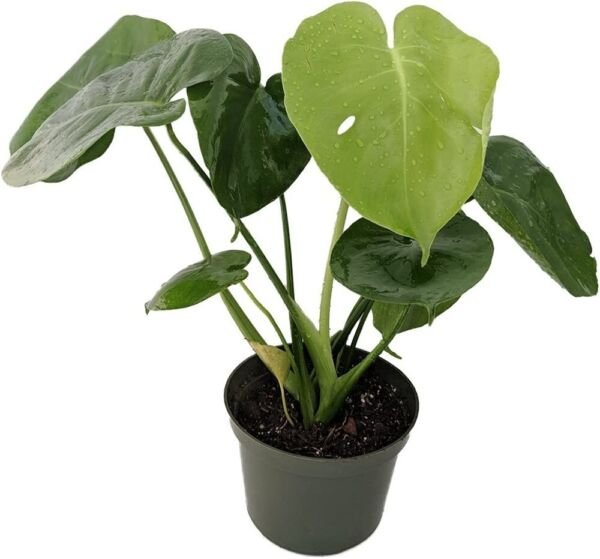 Monstera Deliciosa Philodendron Tastes Fruit Pineapple Indoors Live Plant 4" Pot Fresh Garden