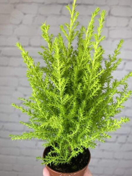 Goldcrests Lemon Poodles Tree Scented Cypress Mini In Or Out Live Plant 4.5" Pot Fresh Garden