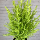 Goldcrests Lemon Poodles Tree Scented Cypress Mini In Or Out Live Plant 4.5" Pot Fresh Garden